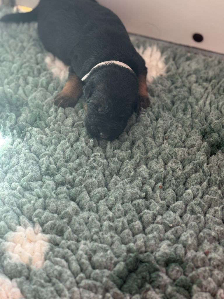 De La Vallee D'Albion - Chiots disponibles - Berger Allemand Poil Long