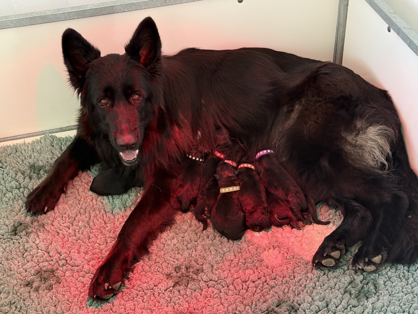 Chiot Berger Allemand Poil Long De La Vallee D'Albion