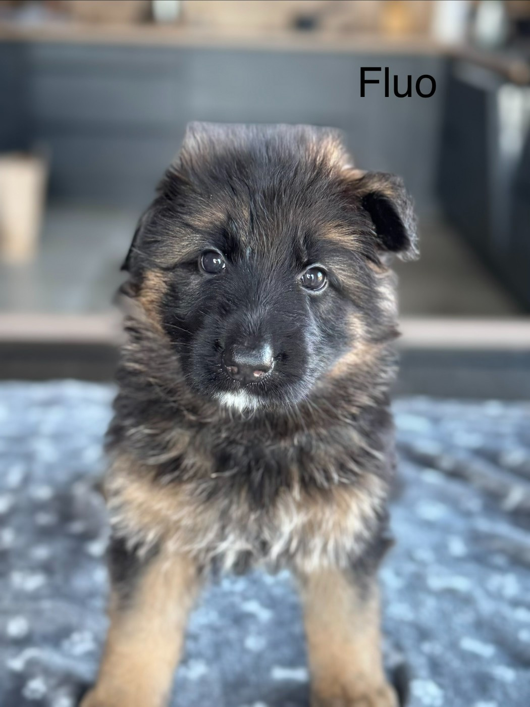De La Vallee D'Albion - Chiots disponibles - Berger Allemand Poil Long