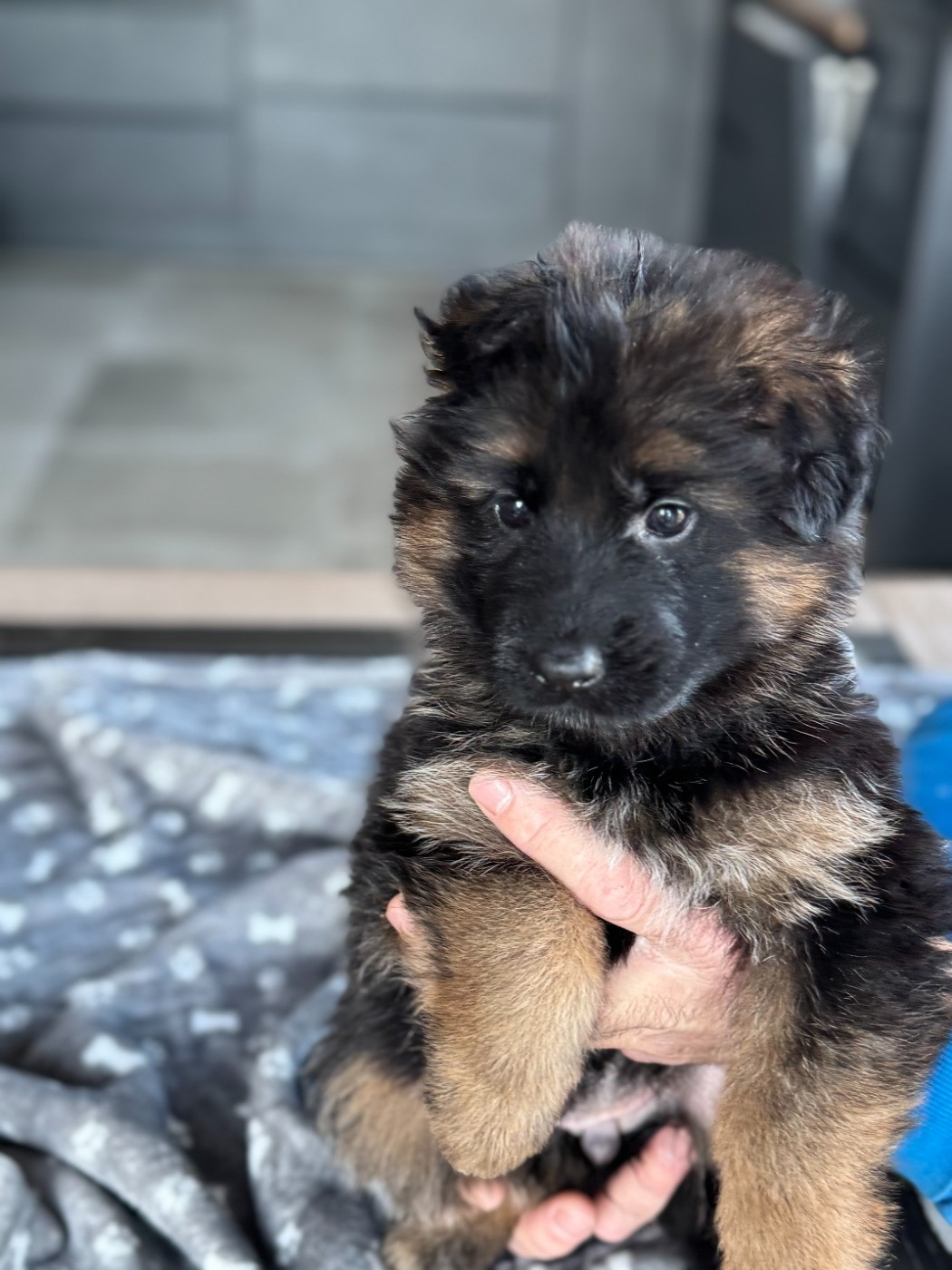 De La Vallee D'Albion - Chiots disponibles - Berger Allemand Poil Long