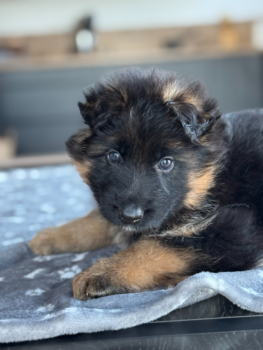 De La Vallee D'Albion - Chiots disponibles - Berger Allemand Poil Long