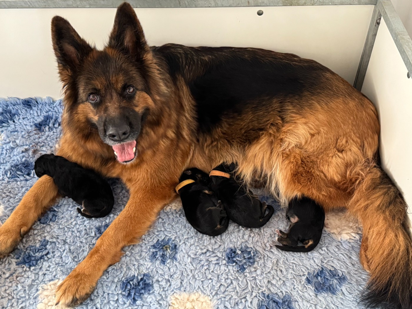 Chiot Berger Allemand Poil Long De La Vallee D'Albion