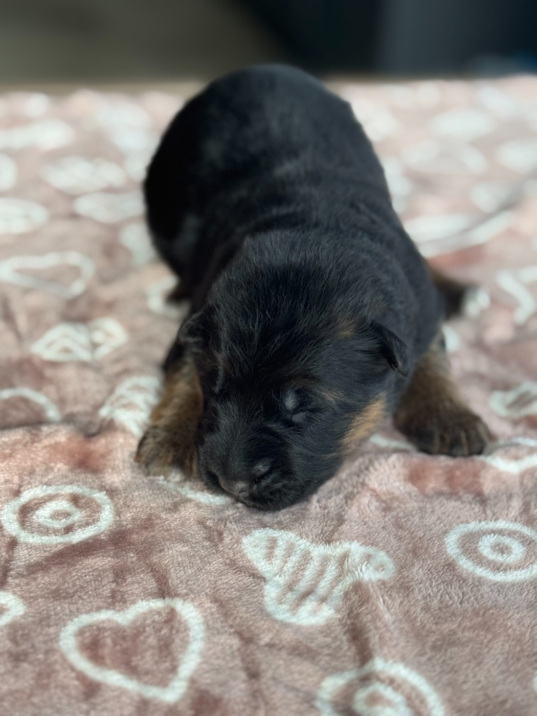 De La Vallee D'Albion - Chiots disponibles - Berger Allemand Poil Long