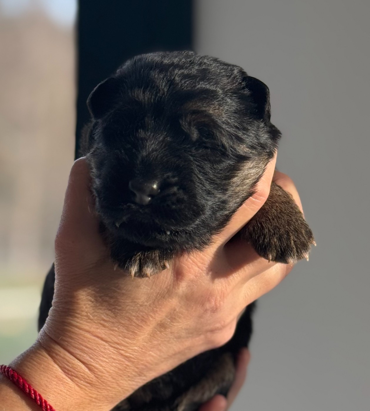 De La Vallee D'Albion - Chiots disponibles - Berger Allemand Poil Long