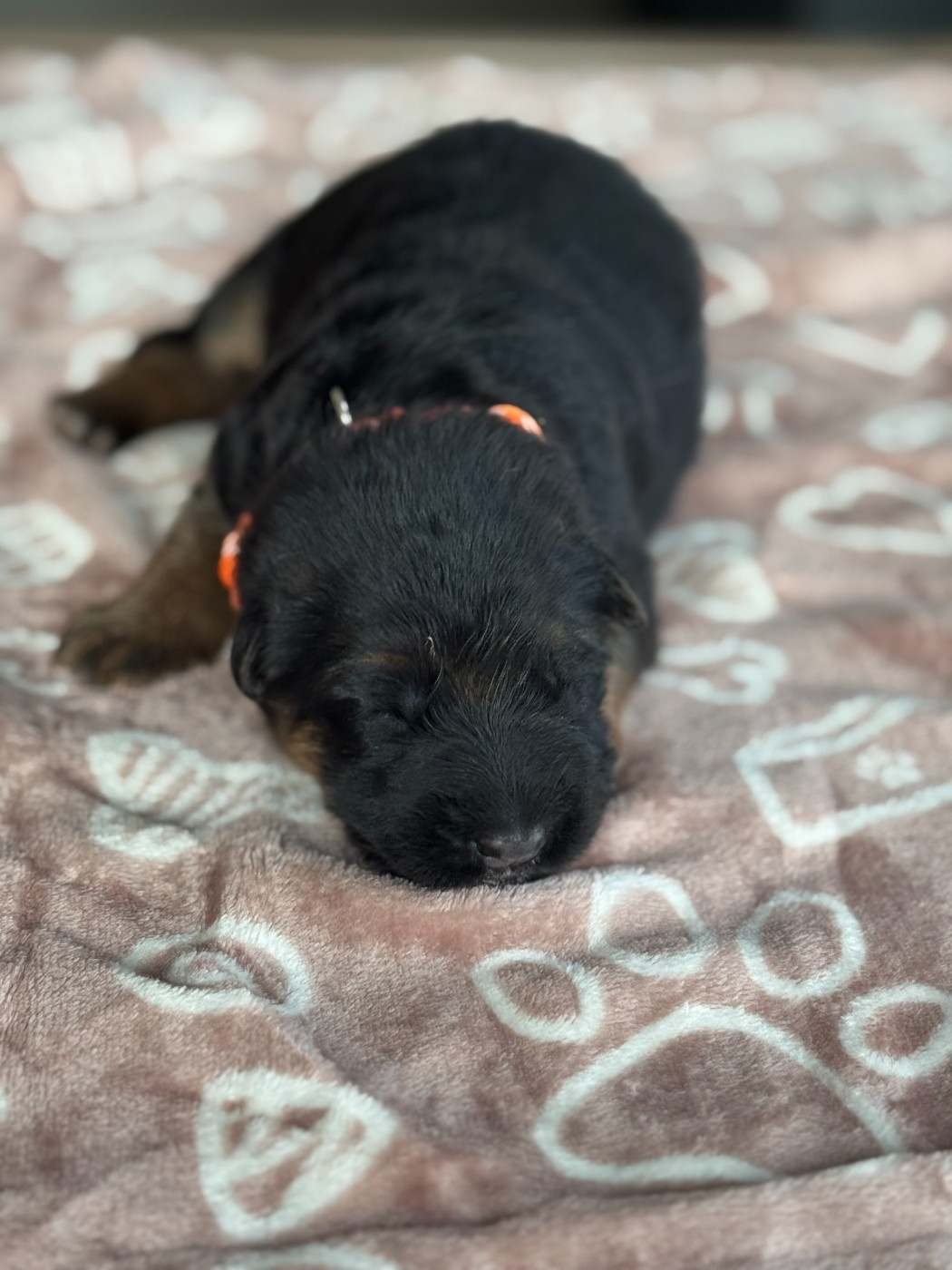 De La Vallee D'Albion - Chiots disponibles - Berger Allemand Poil Long