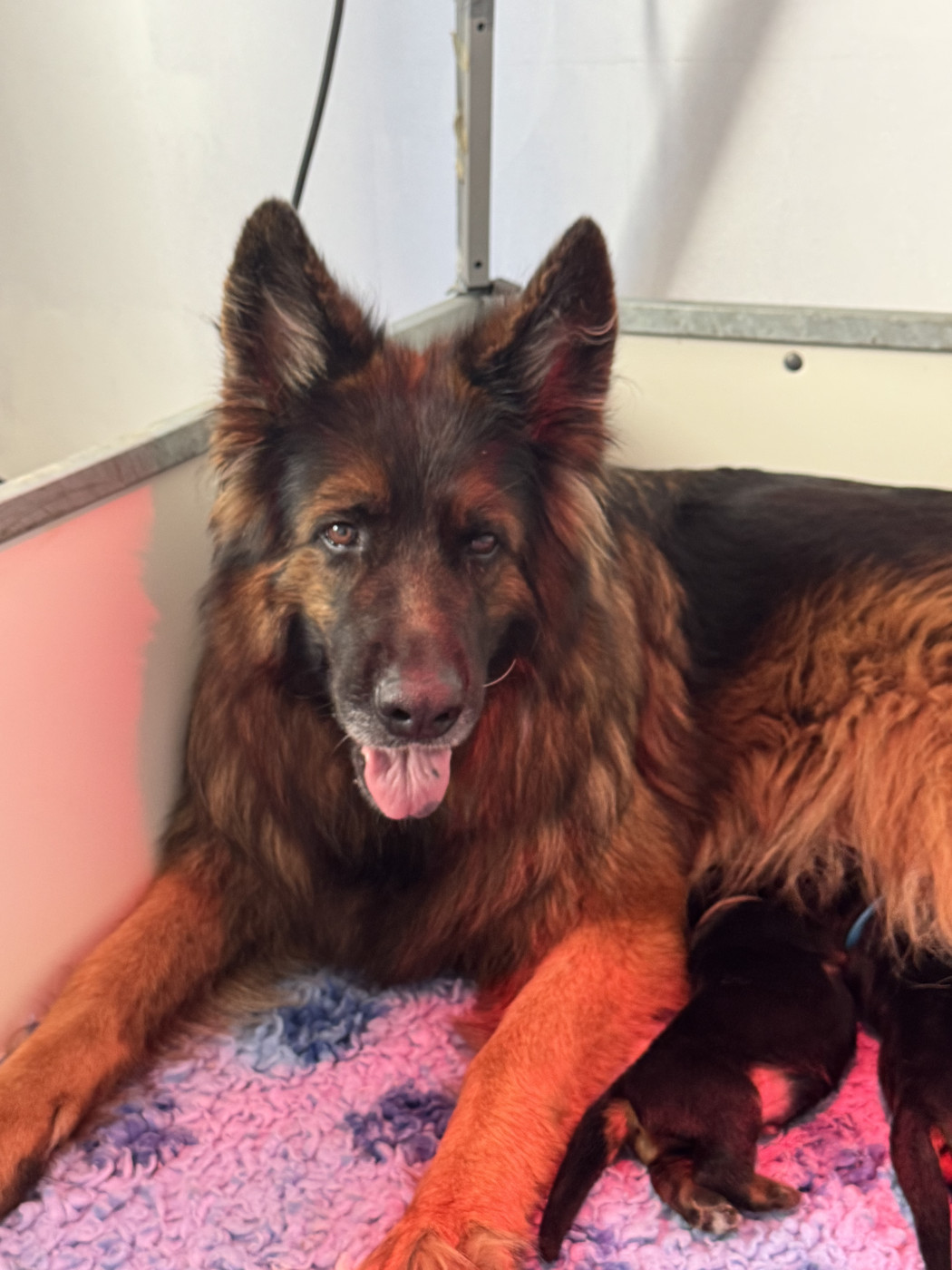 Chiot Berger Allemand Poil Long De La Vallee D'Albion
