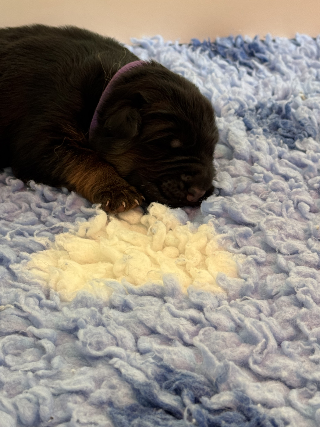 De La Vallee D'Albion - Chiots disponibles - Berger Allemand Poil Long
