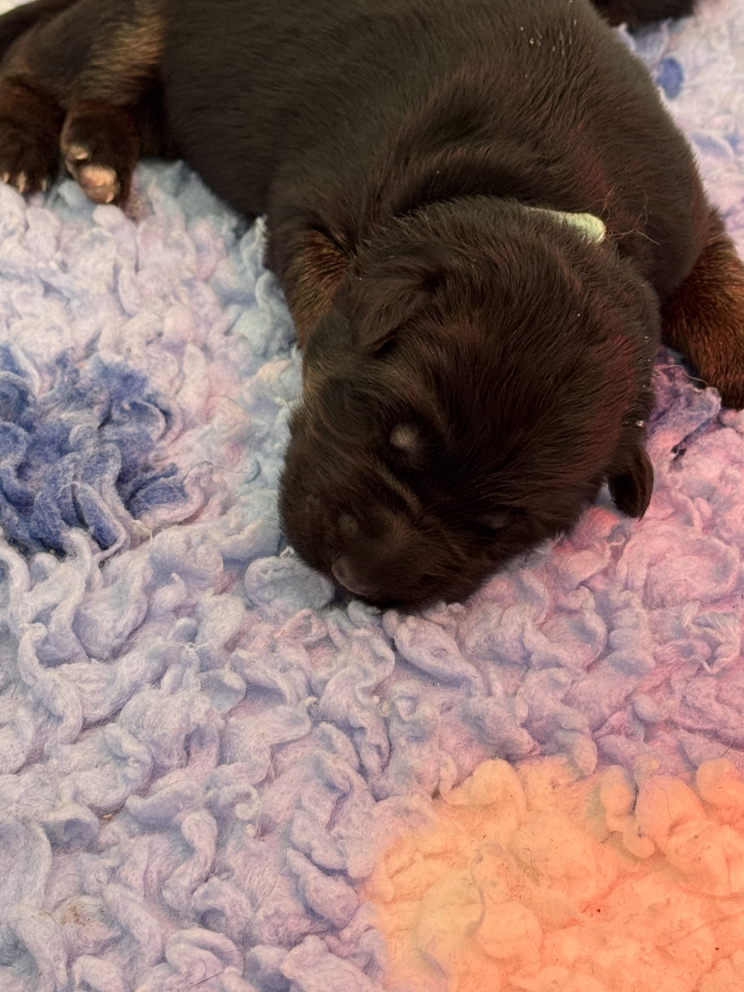 De La Vallee D'Albion - Chiots disponibles - Berger Allemand Poil Long