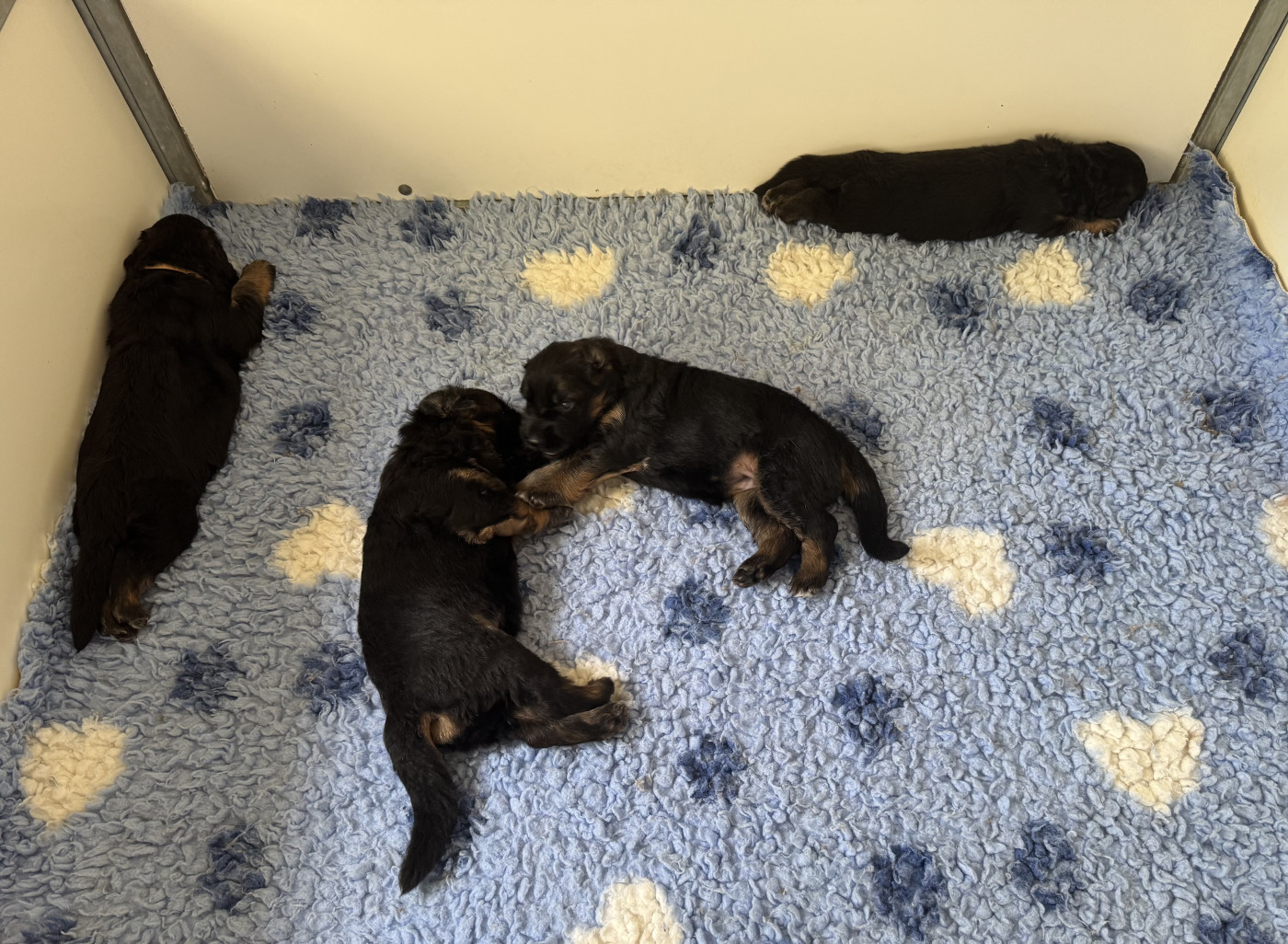 Chiot Berger Allemand Poil Long De La Vallee D'Albion