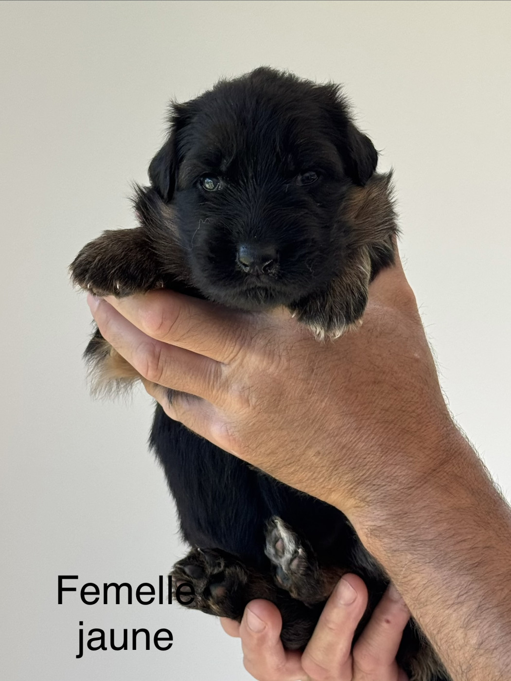 De La Vallee D'Albion - Chiots disponibles - Berger Allemand Poil Long