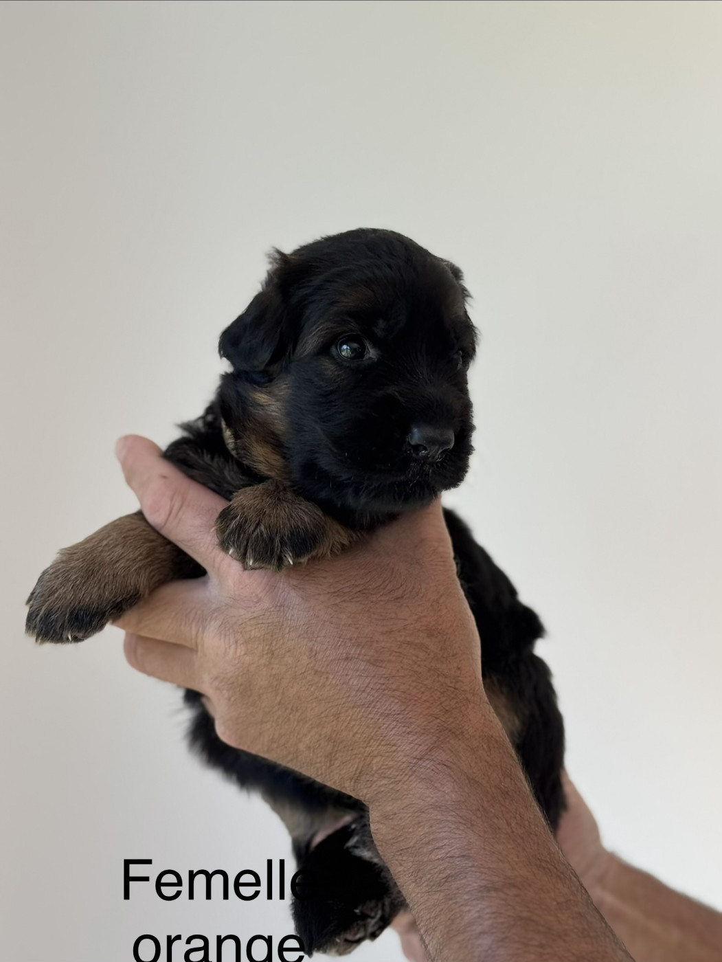 De La Vallee D'Albion - Chiots disponibles - Berger Allemand Poil Long