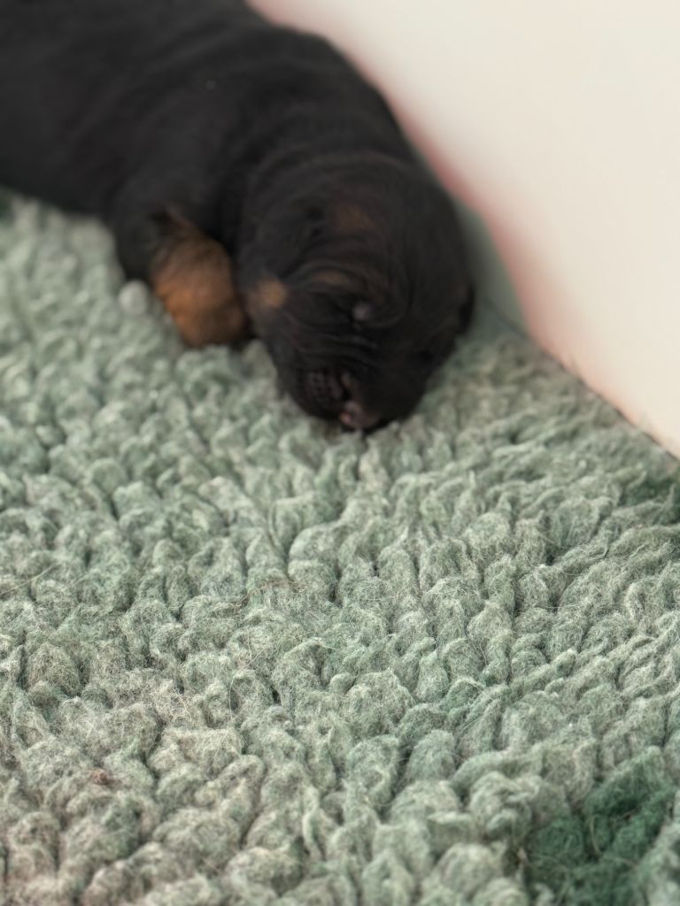 De La Vallee D'Albion - Chiots disponibles - Berger Allemand Poil Long
