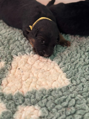 CHIOT 6