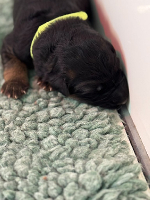 CHIOT 5