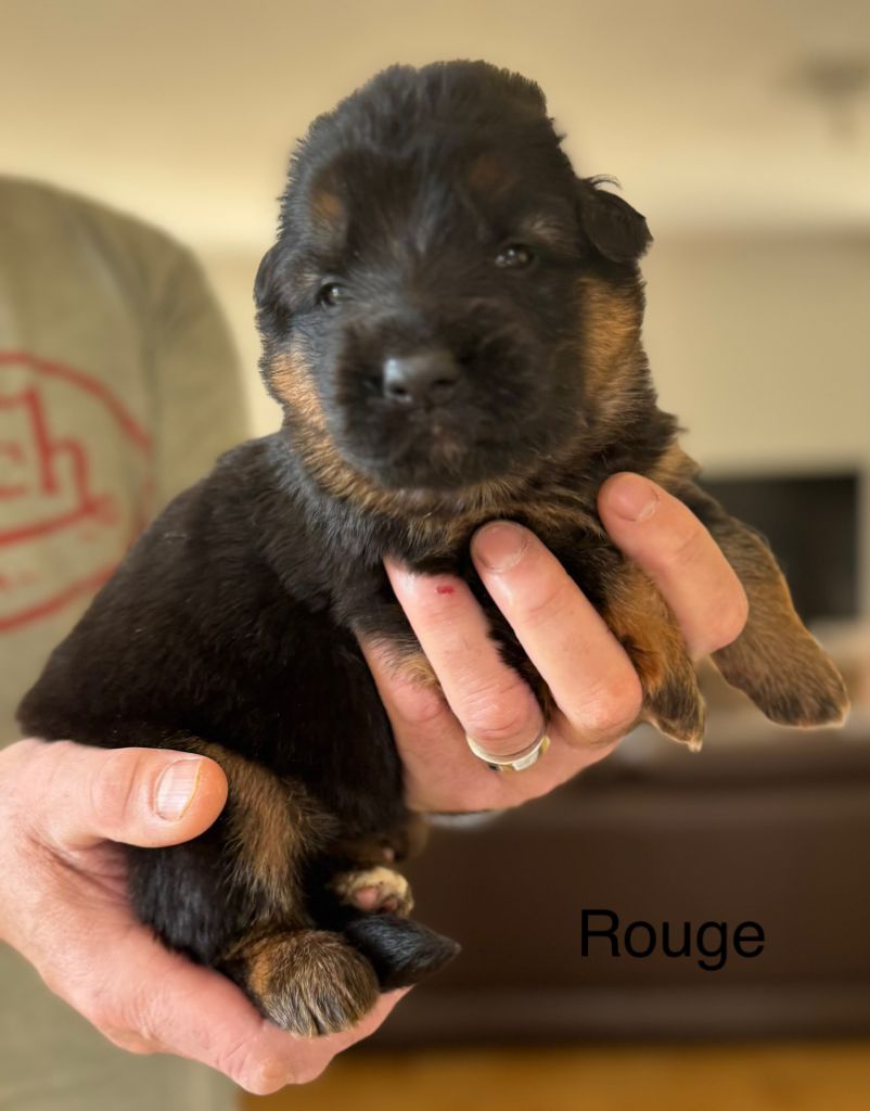 De La Vallee D'Albion - Chiots disponibles - Berger Allemand Poil Long