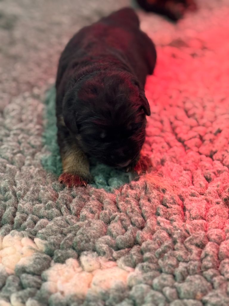 De La Vallee D'Albion - Chiots disponibles - Berger Allemand Poil Long